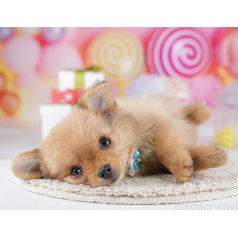 販売中の東京都のポメチワ:ポメラニアン×チワワ-444096の3枚目