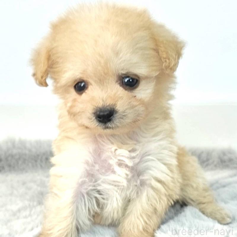 販売中の茨城県のチワプー:チワワ×トイプードル-444097の5枚目