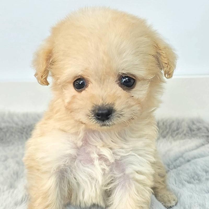 販売中の茨城県のチワプー:チワワ×トイプードル-444097の4枚目