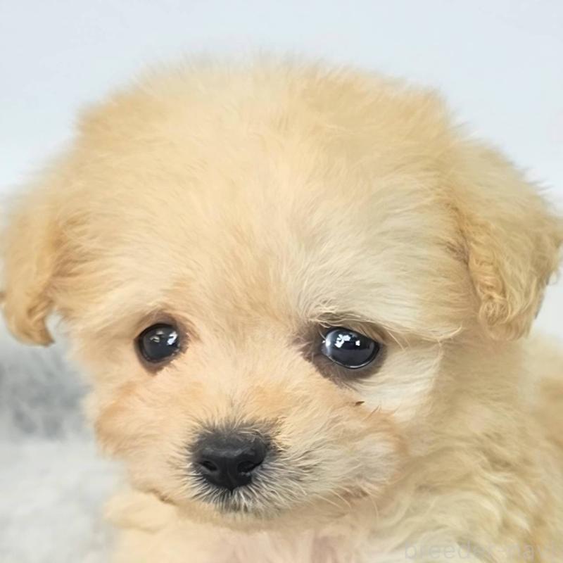 販売中の茨城県のチワプー:チワワ×トイプードル-444097の3枚目