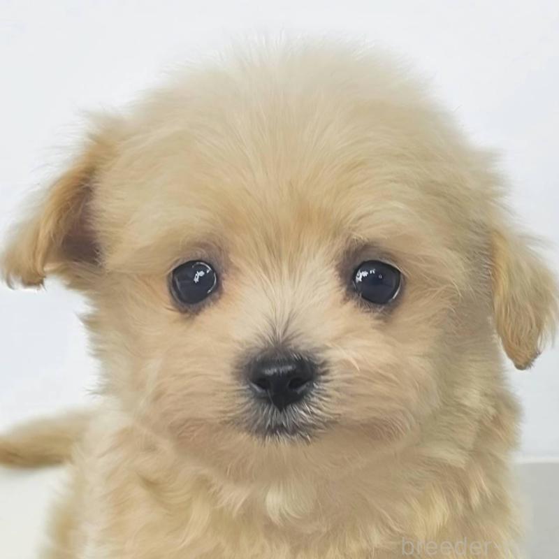 販売中の茨城県のチワプー:チワワ×トイプードル-444098