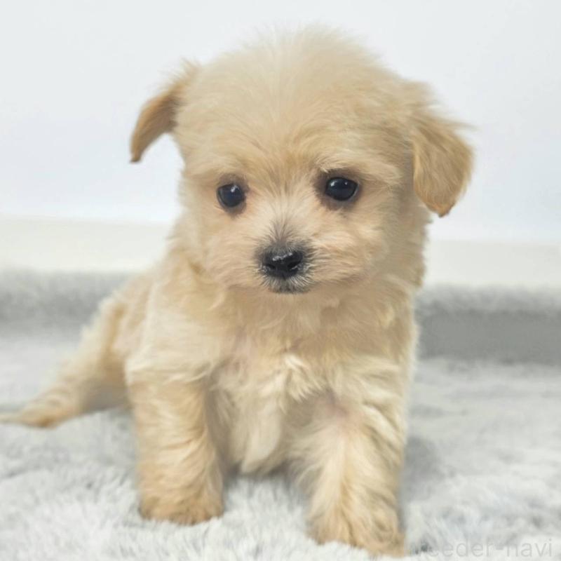 販売中の茨城県のチワプー:チワワ×トイプードル-444098の6枚目