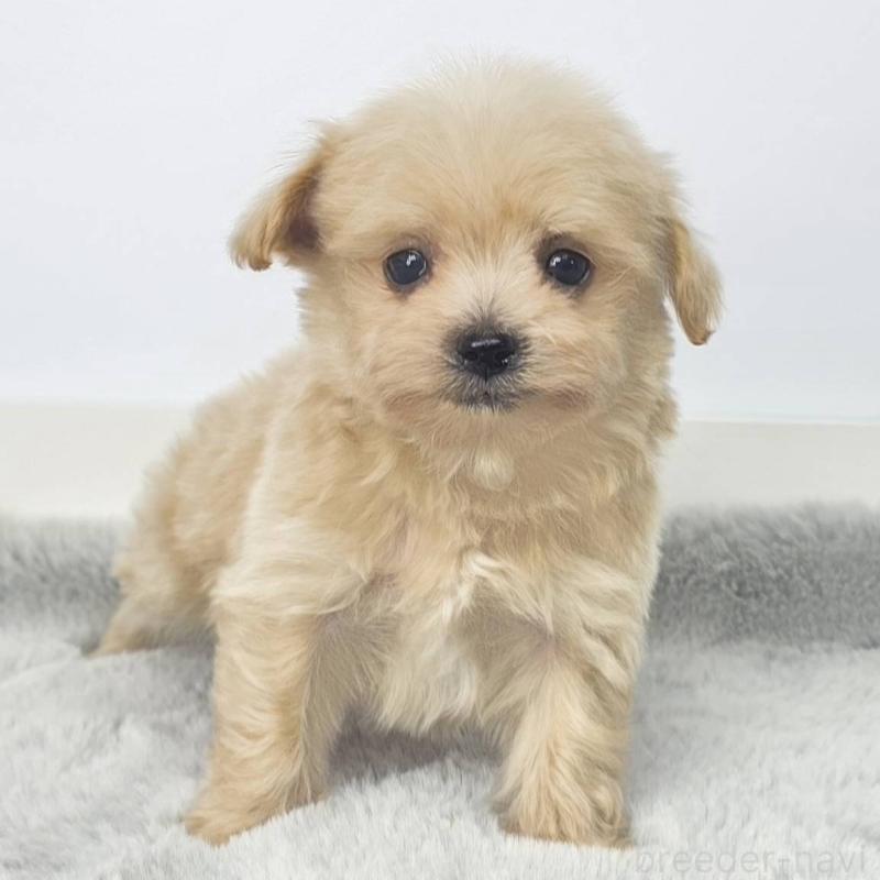 販売中の茨城県のチワプー:チワワ×トイプードル-444098の4枚目