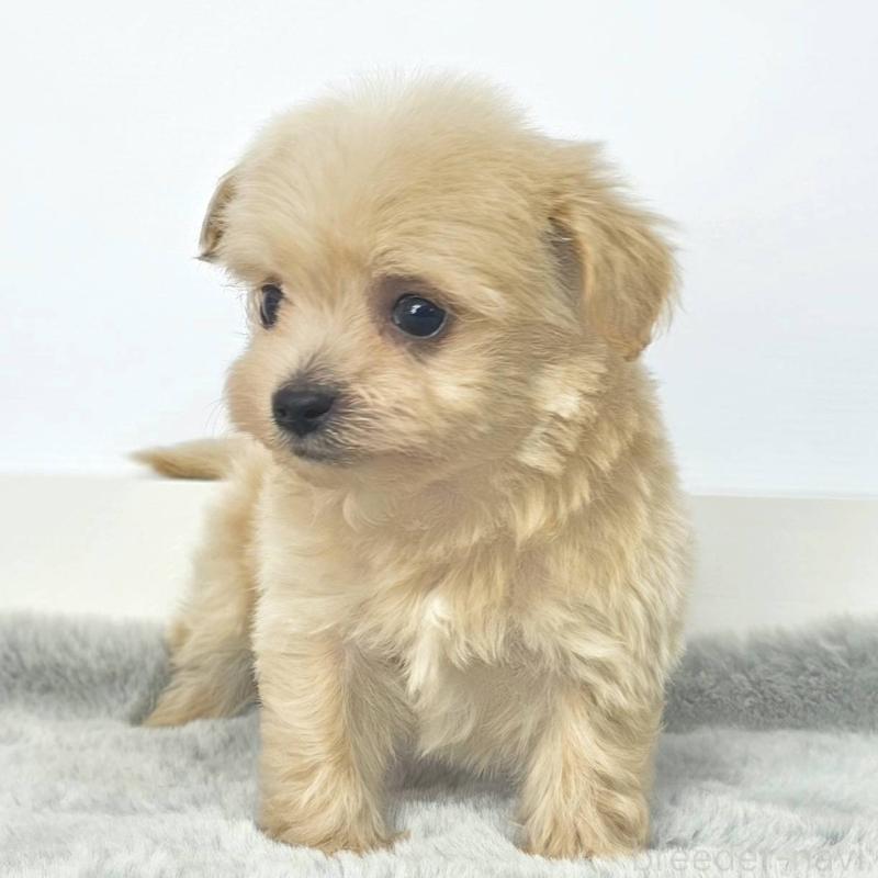 販売中の茨城県のチワプー:チワワ×トイプードル-444098の3枚目