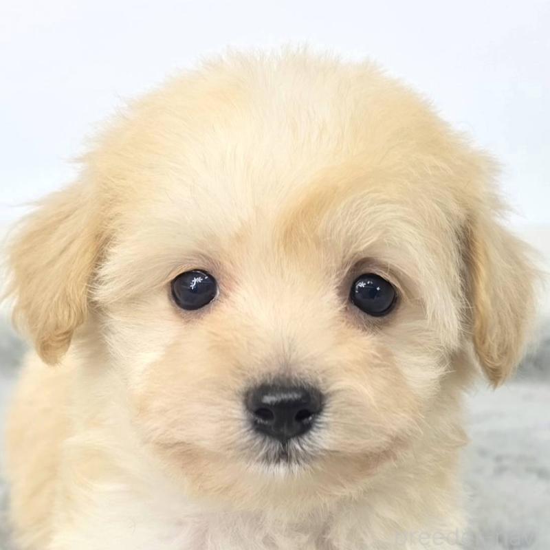 販売中の茨城県のチワプー:チワワ×トイプードル-444099