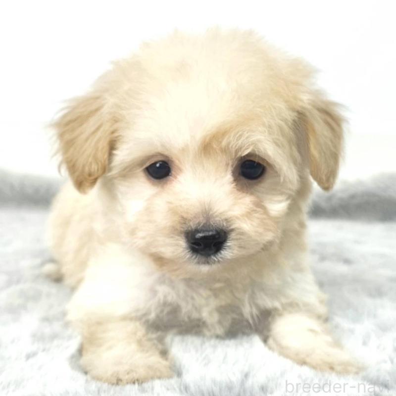 販売中の茨城県のチワプー:チワワ×トイプードル-444099の6枚目