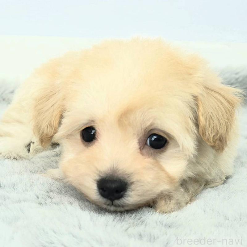 販売中の茨城県のチワプー:チワワ×トイプードル-444099の5枚目