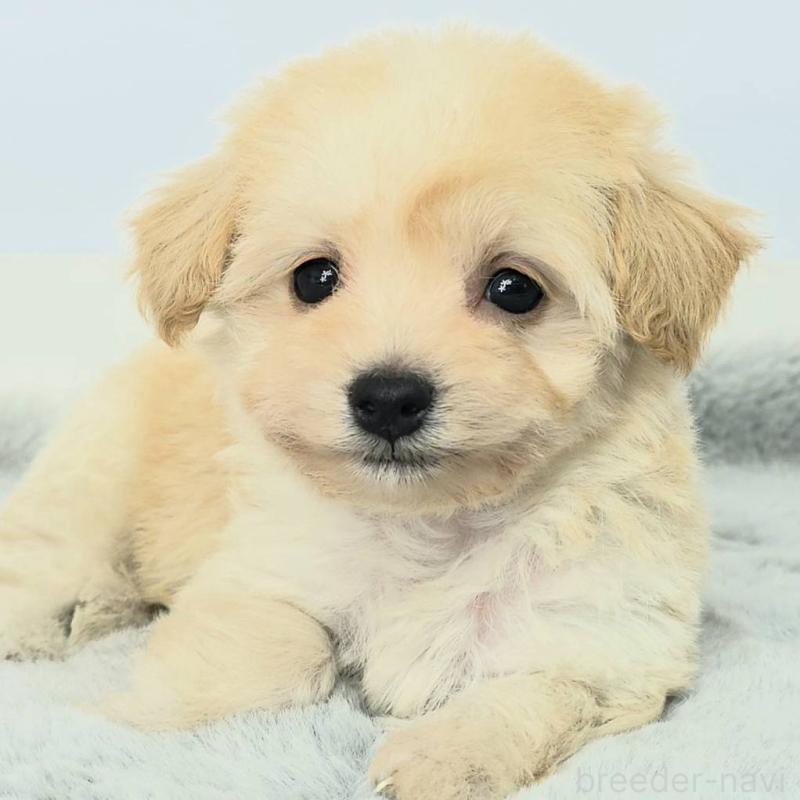 販売中の茨城県のチワプー:チワワ×トイプードル-444099の3枚目