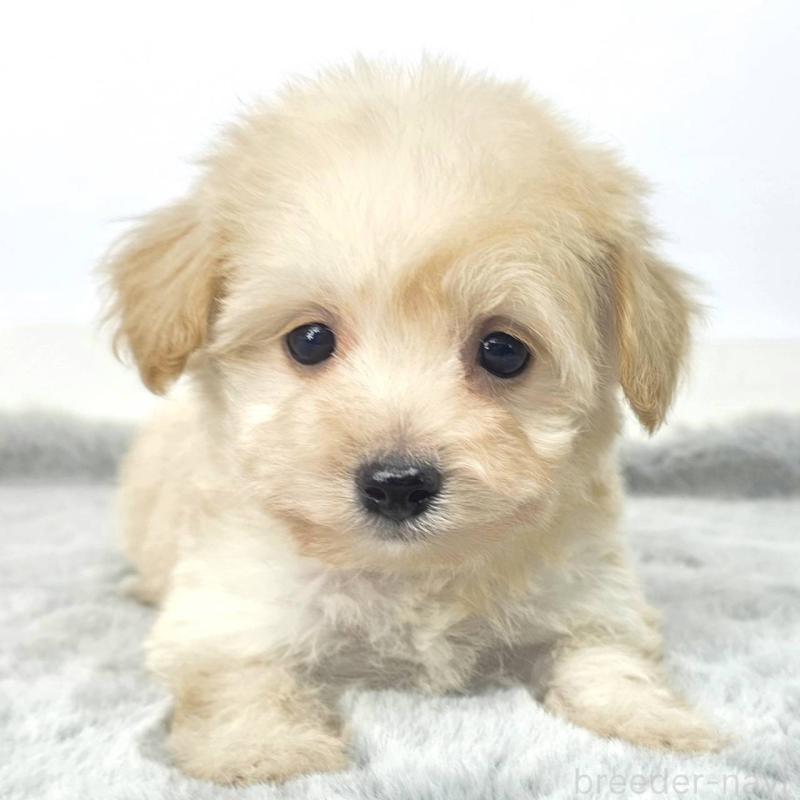 販売中の茨城県のチワプー:チワワ×トイプードル-444099の2枚目