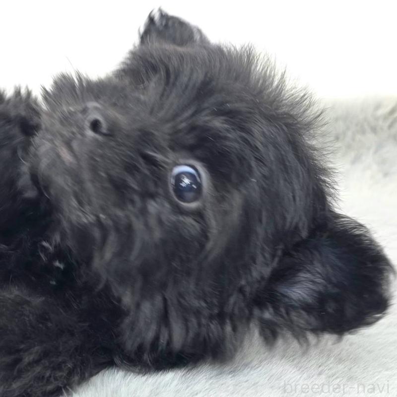 販売中の茨城県のチワプー:チワワ×トイプードル-444100の6枚目