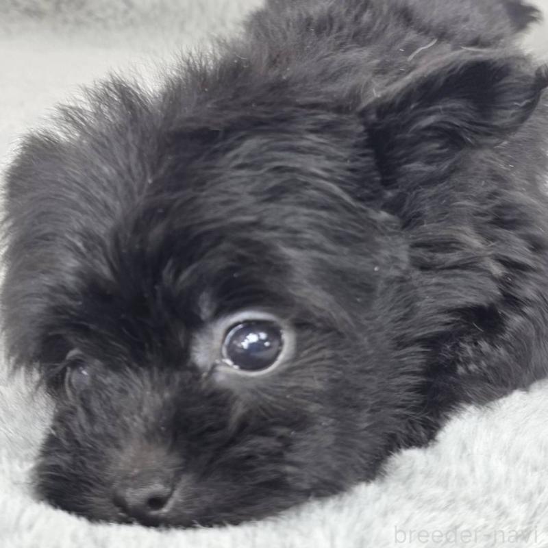 販売中の茨城県のチワプー:チワワ×トイプードル-444100