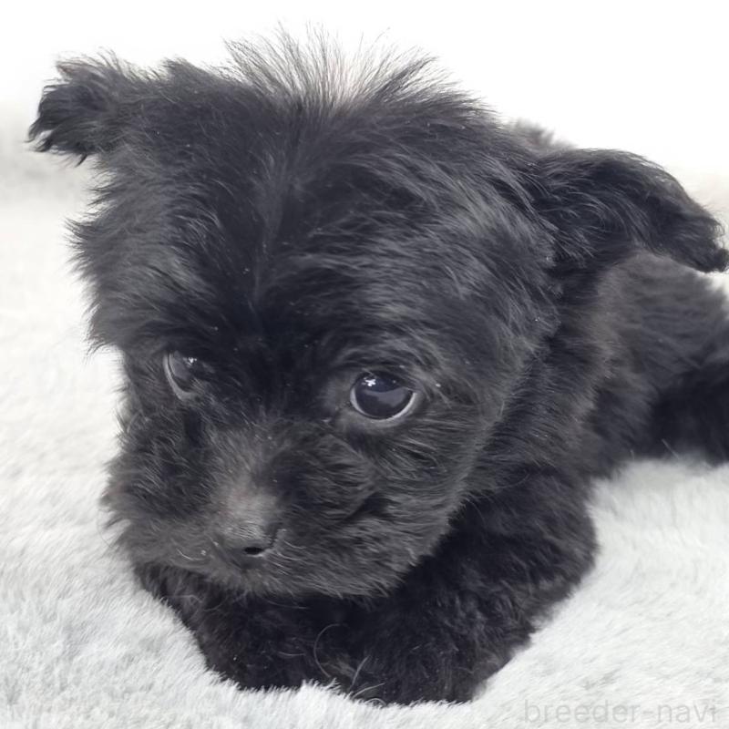 販売中の茨城県のチワプー:チワワ×トイプードル-444100の5枚目