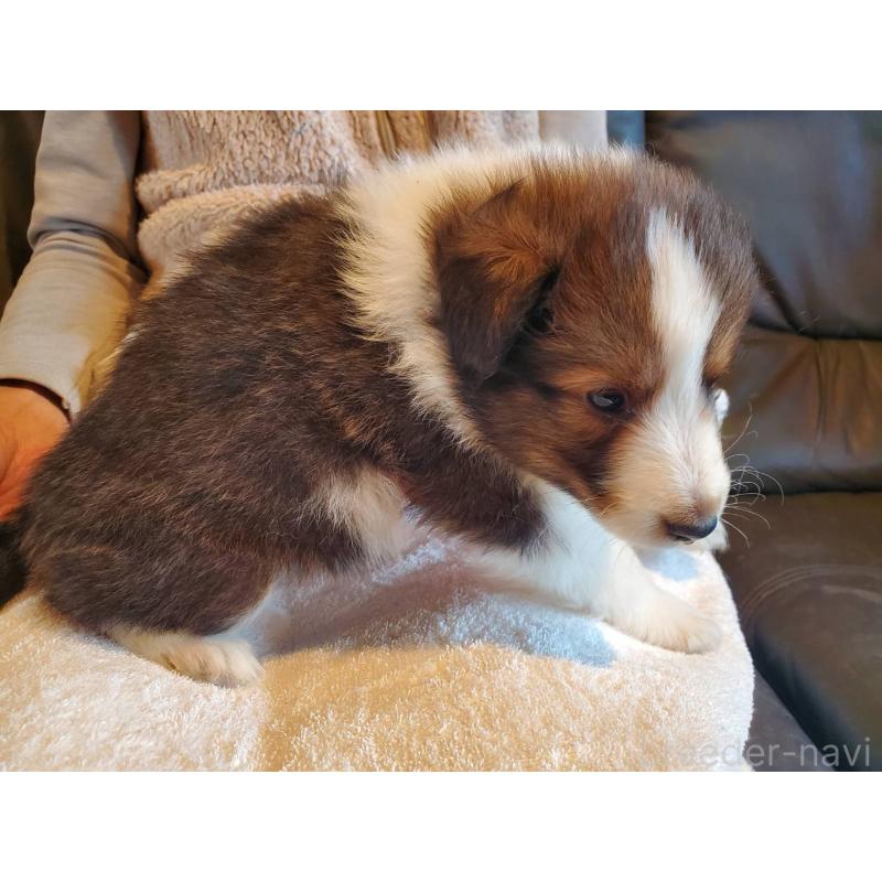 販売中の栃木県のシェットランドシープドッグ(シェルティ)-444102の3枚目