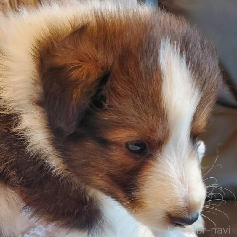 販売中の栃木県のシェットランドシープドッグ(シェルティ)-444102の2枚目