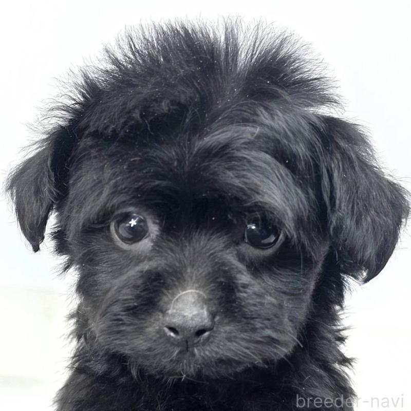 販売中の茨城県のチワプー:チワワ×トイプードル-444101の6枚目