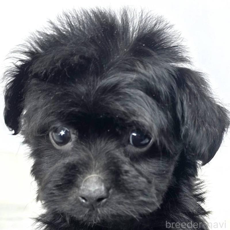 販売中の茨城県のチワプー:チワワ×トイプードル-444101の5枚目