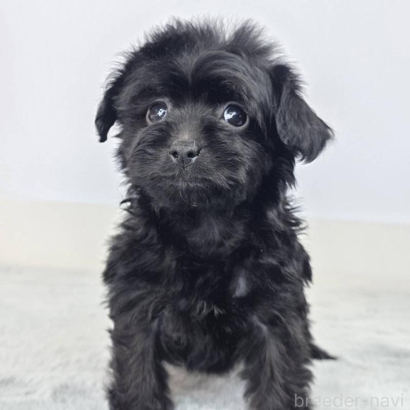 販売中の茨城県のチワプー:チワワ×トイプードル-444101の3枚目