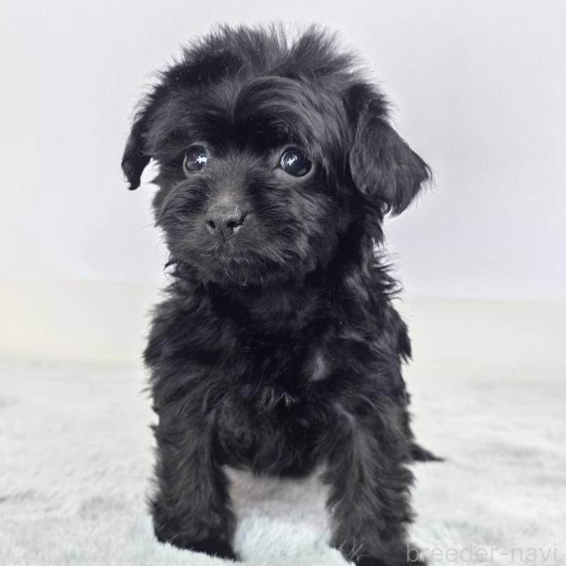 販売中の茨城県のチワプー:チワワ×トイプードル-444101の2枚目