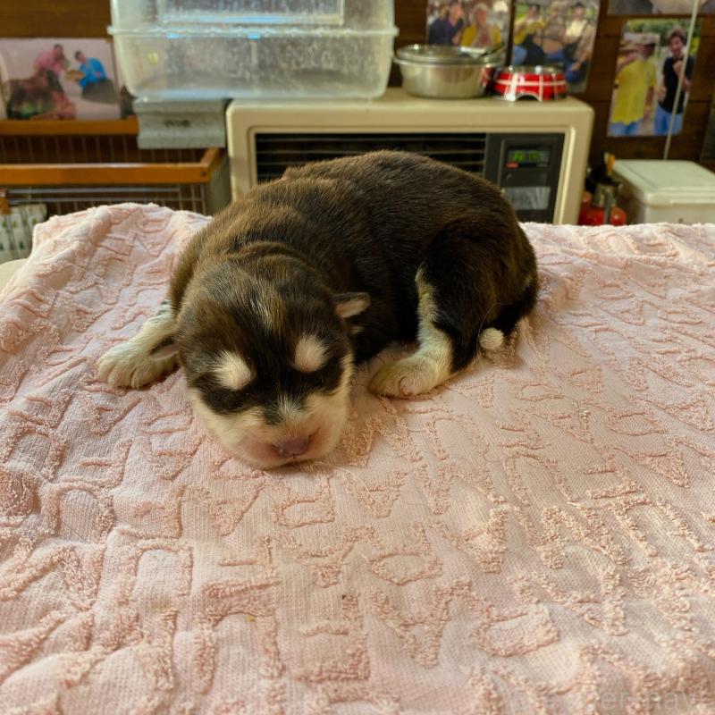 販売中の長野県のアラスカンマラミュート-444112の1枚目