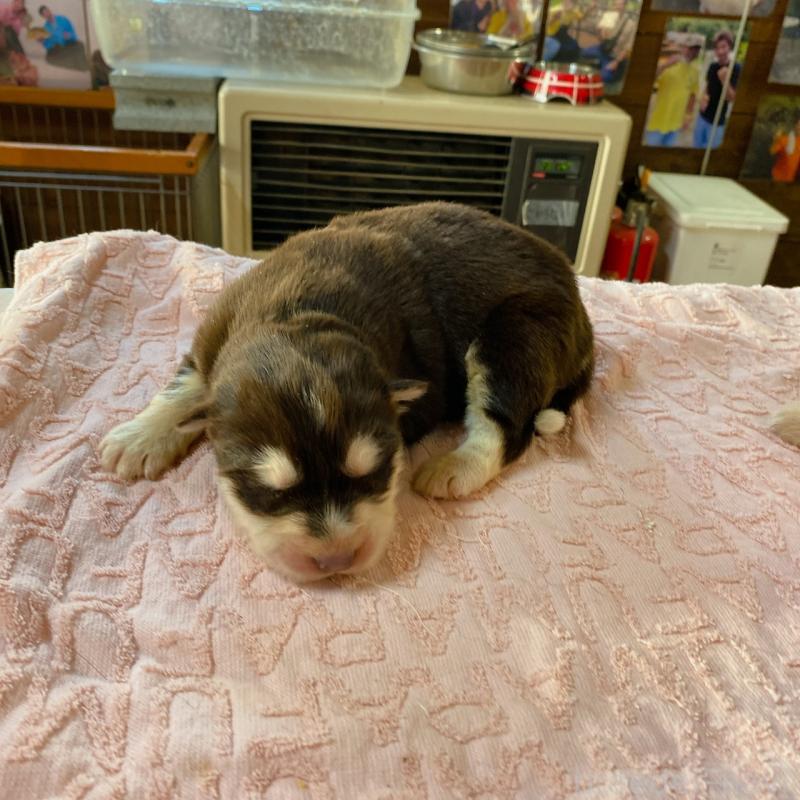 販売中の長野県のアラスカンマラミュート-444112の4枚目