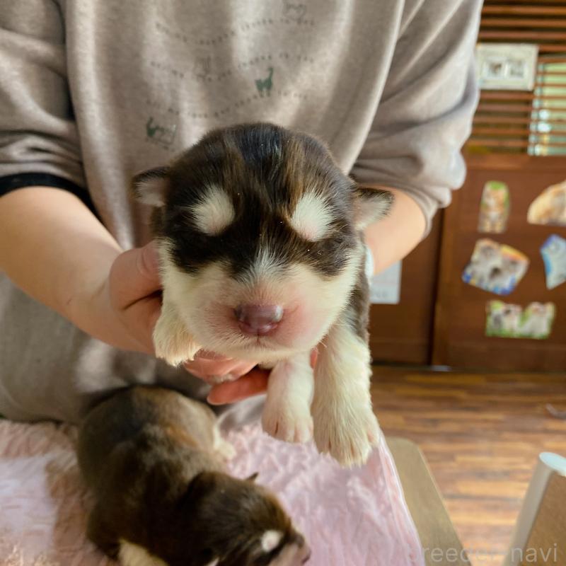 販売中の長野県のアラスカンマラミュート-444112の2枚目