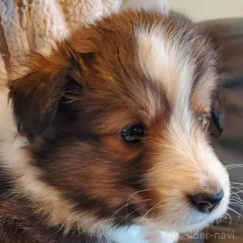 販売中の栃木県のシェットランドシープドッグ(シェルティ)-444103の4枚目