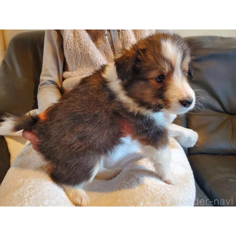 販売中の栃木県のシェットランドシープドッグ(シェルティ)-444103の2枚目
