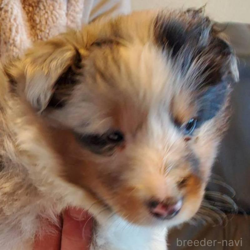 販売中の栃木県のシェットランドシープドッグ(シェルティ)-444105の4枚目