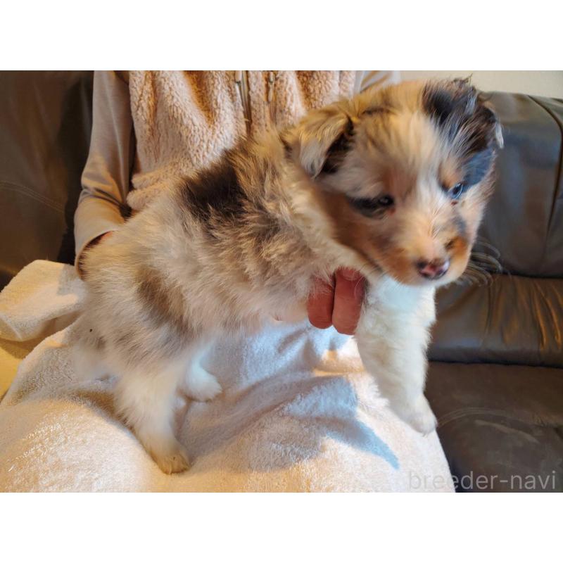 販売中の栃木県のシェットランドシープドッグ(シェルティ)-444105の3枚目