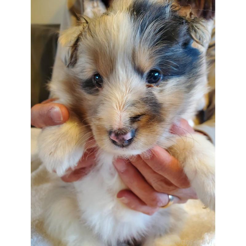 販売中の栃木県のシェットランドシープドッグ(シェルティ)-444105の2枚目