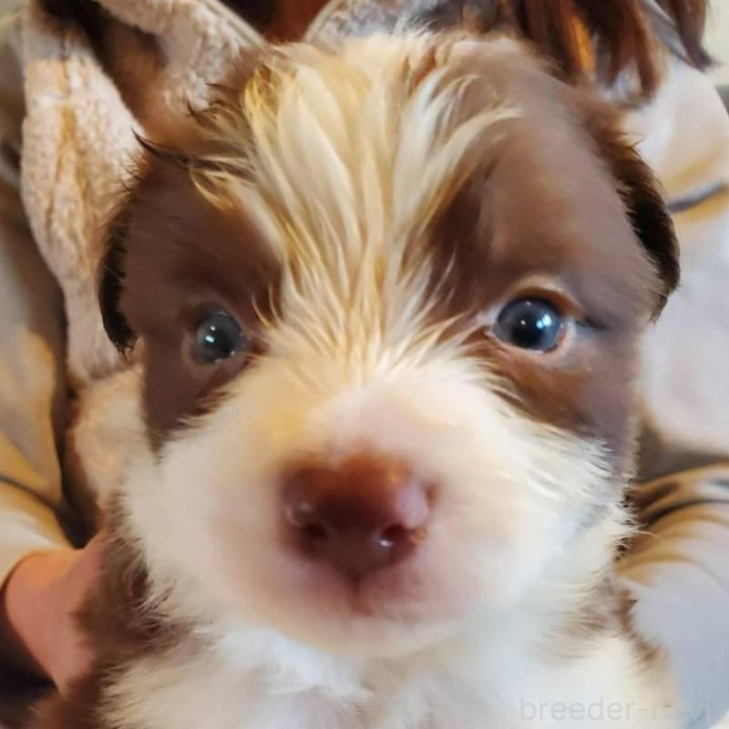 販売中の栃木県のボーダーコリー-444107