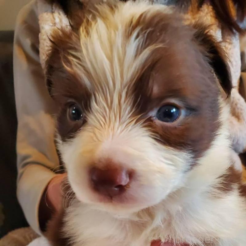 販売中の栃木県のボーダーコリー-444107の6枚目