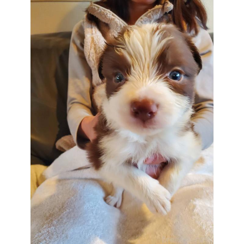 販売中の栃木県のボーダーコリー-444107の5枚目