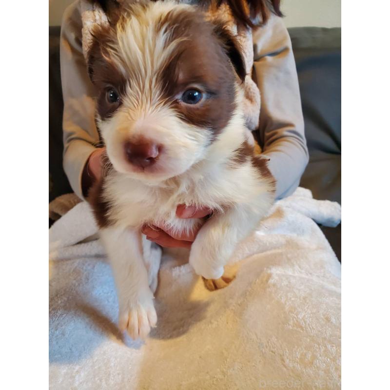 販売中の栃木県のボーダーコリー-444107の4枚目