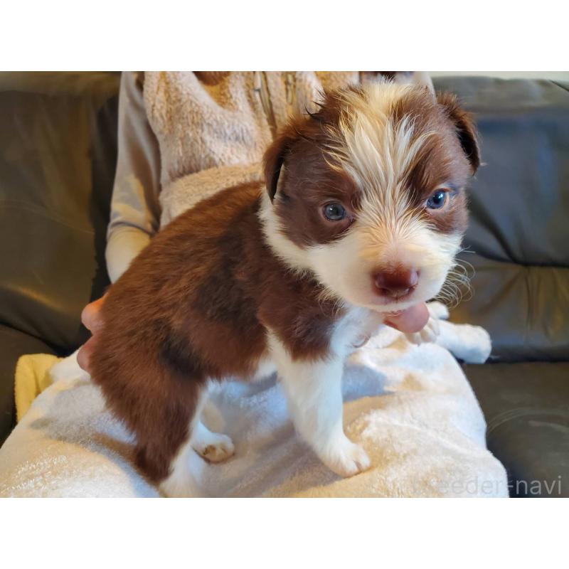 販売中の栃木県のボーダーコリー-444107の3枚目