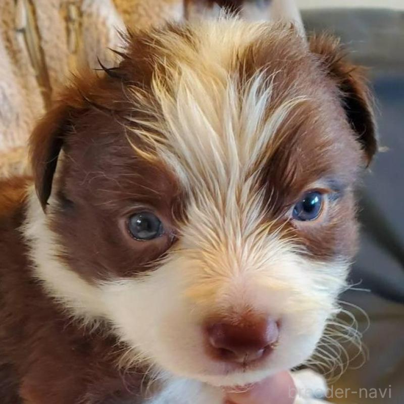 販売中の栃木県のボーダーコリー-444107の2枚目