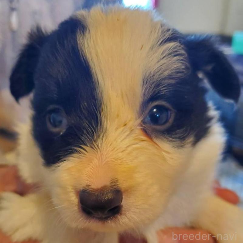 販売中の栃木県のボーダーコリー-444108