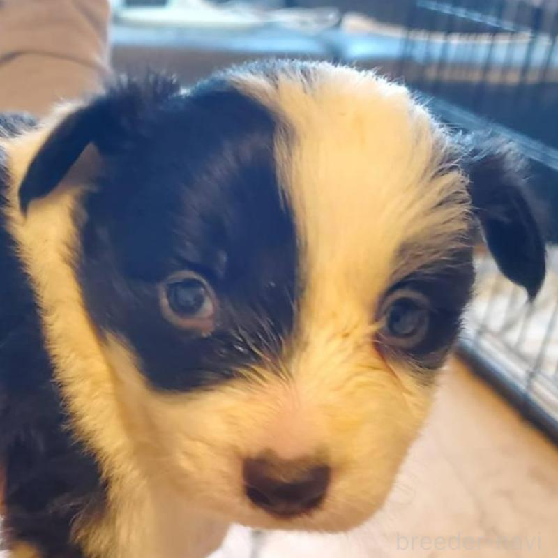 販売中の栃木県のボーダーコリー-444108の4枚目