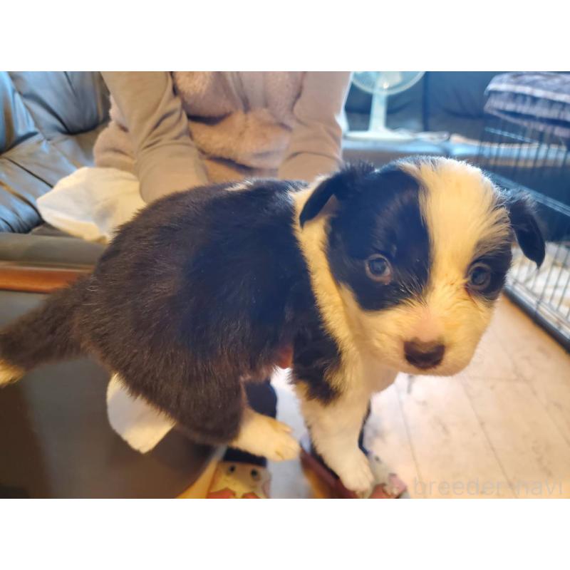 販売中の栃木県のボーダーコリー-444108の2枚目