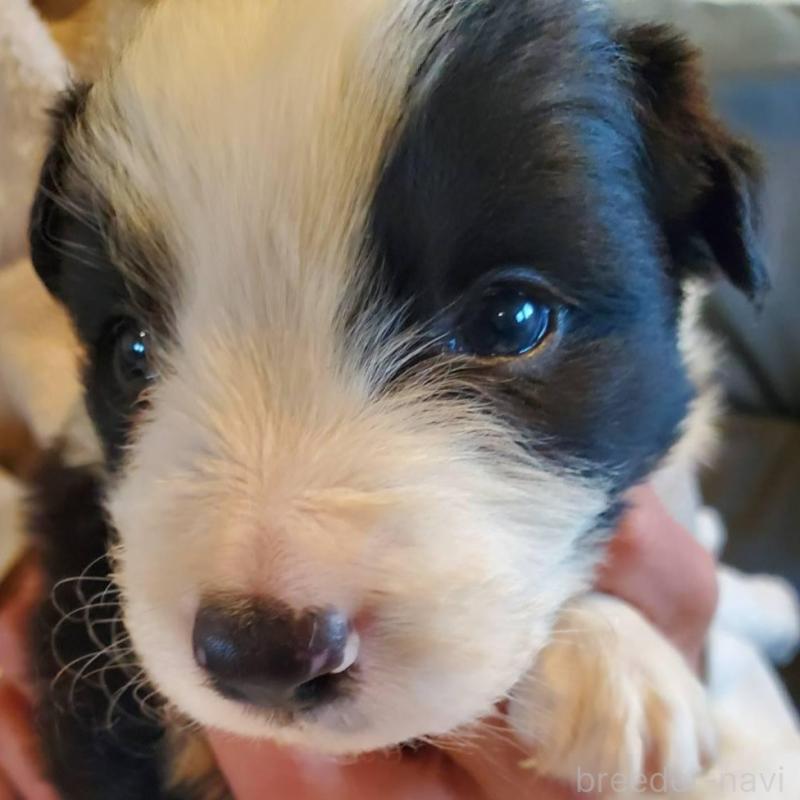 販売中の栃木県のボーダーコリー-444109の4枚目