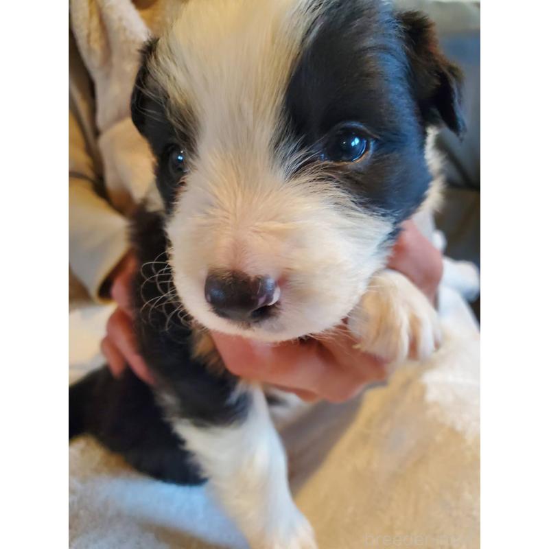 販売中の栃木県のボーダーコリー-444109の3枚目