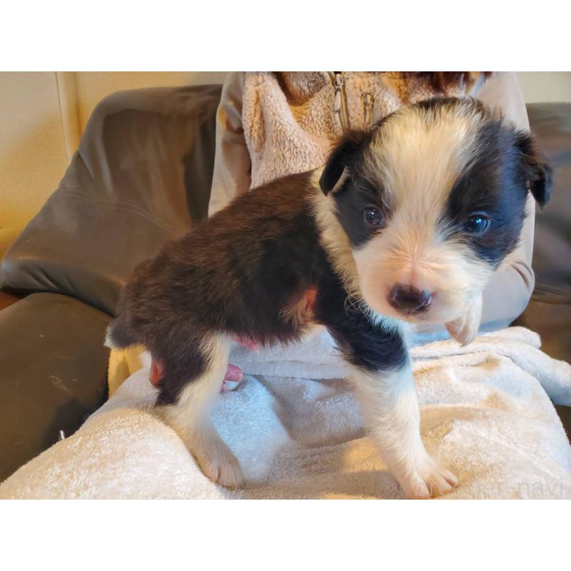 販売中の栃木県のボーダーコリー-444109の2枚目