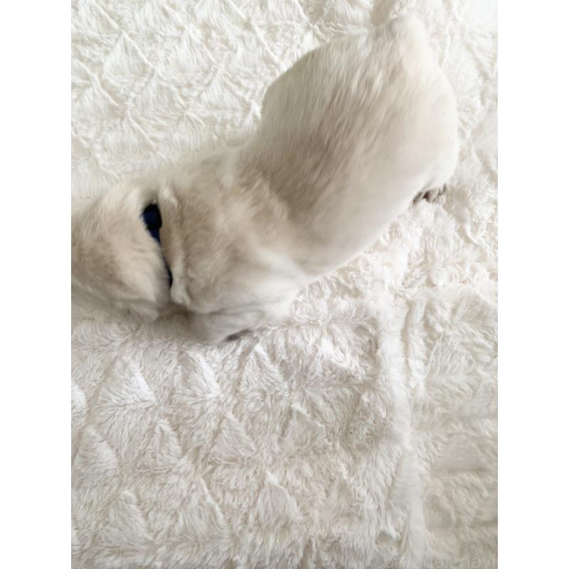 販売中の長野県のラブラドールレトリーバー-444110の2枚目