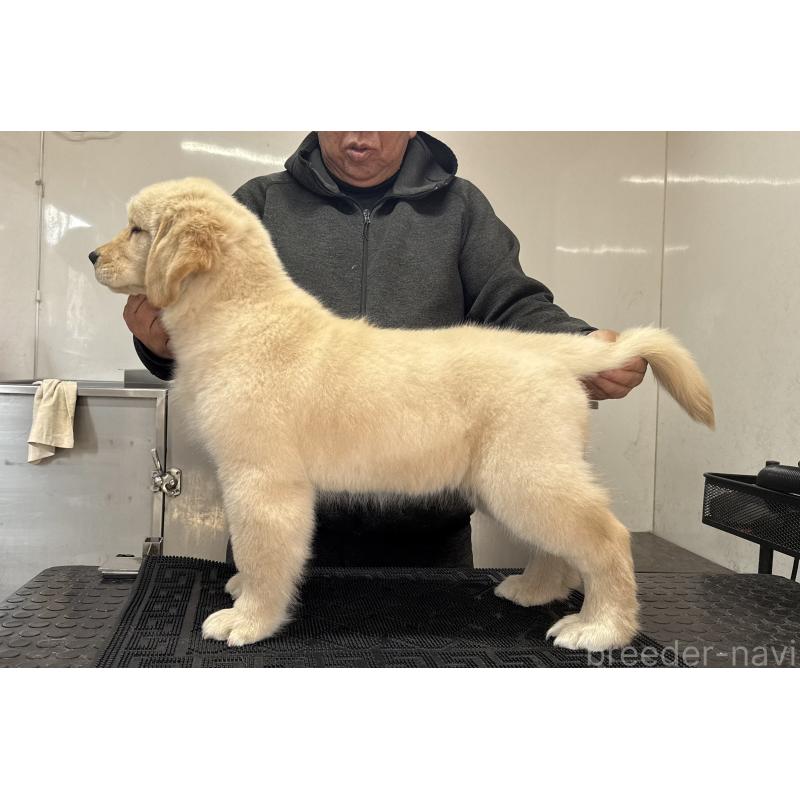 成約済の三重県のゴールデンレトリーバー-435623の2枚目