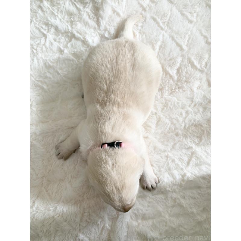 販売中の長野県のラブラドールレトリーバー-444111の3枚目