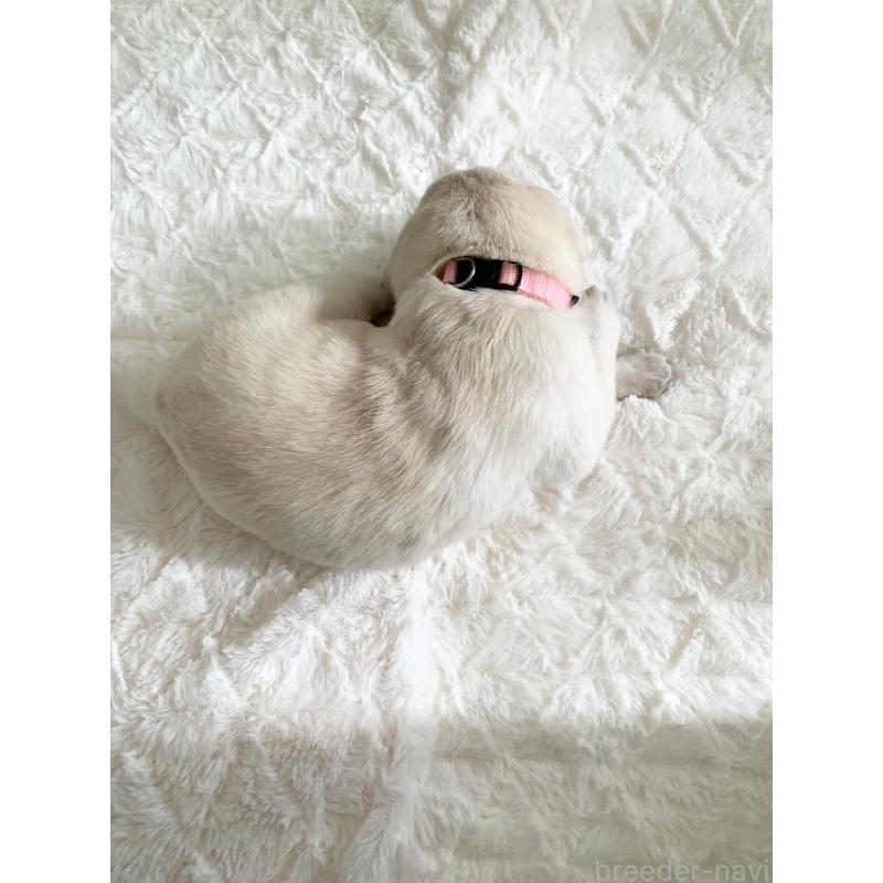 販売中の長野県のラブラドールレトリーバー-444111の2枚目