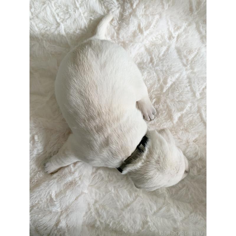 販売中の長野県のラブラドールレトリーバー-444113の3枚目