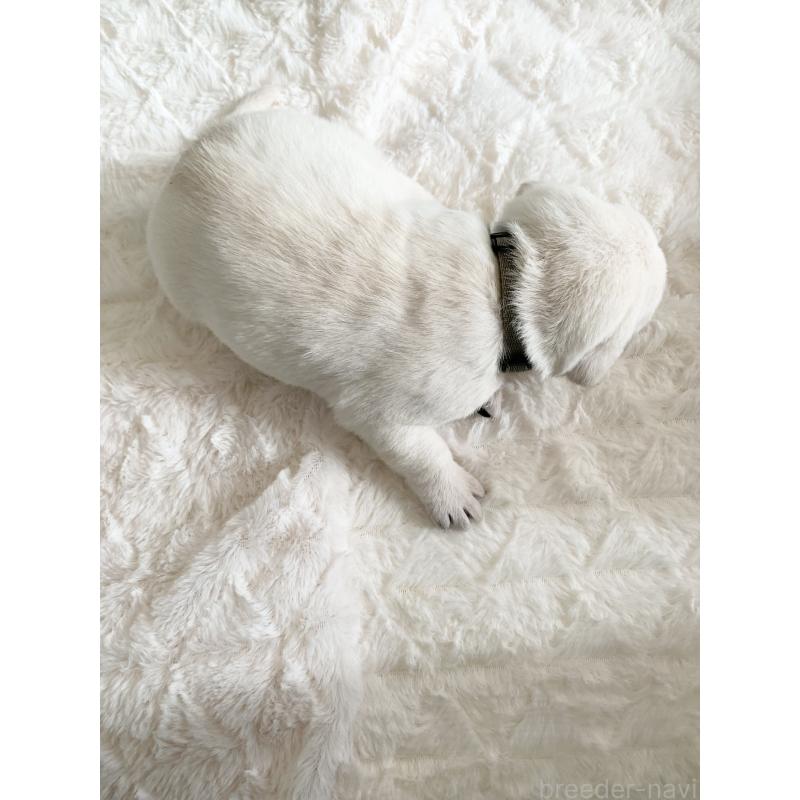 販売中の長野県のラブラドールレトリーバー-444113の2枚目