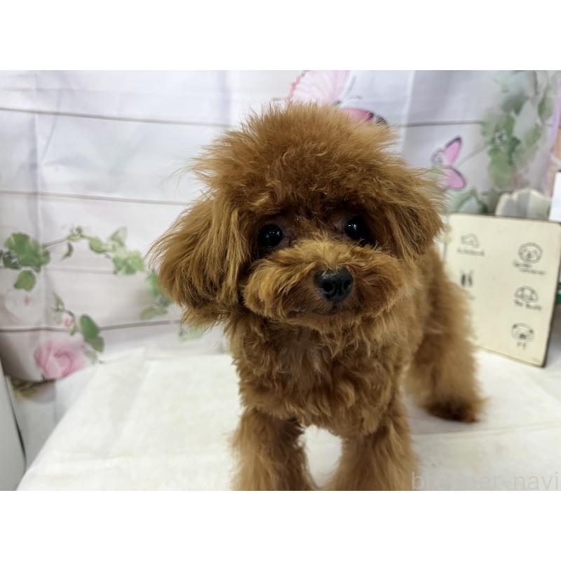 販売中の愛知県のティーカッププードル-425220の3枚目