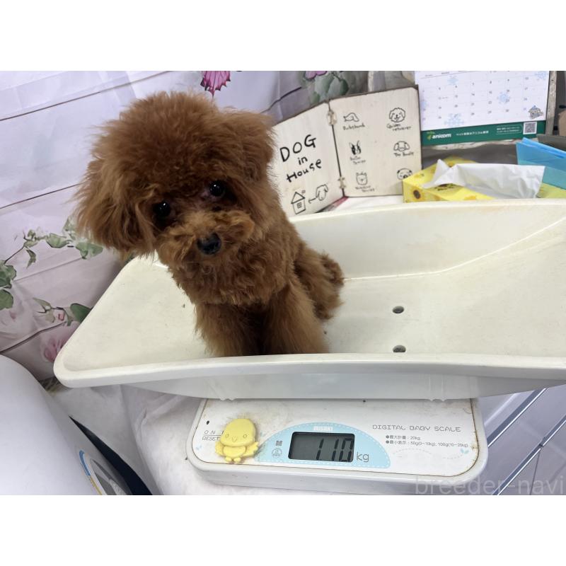 販売中の愛知県のティーカッププードル-425220の2枚目